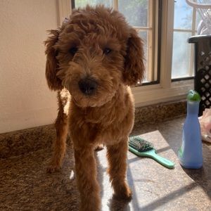 Meet your Posher, Jasmin